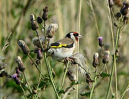 Carduelis carduelis2