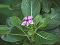 Catharanthus roseus Malaysia