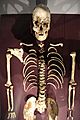 Cheddar Man upper body