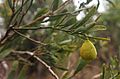 Citrus glauca fruit