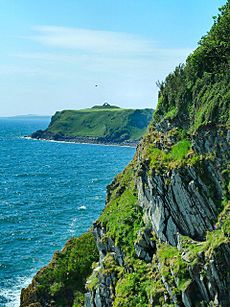 Cliffs by Cruggleton Woods (Geograph-2993842-by-Andy-Farrington)