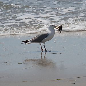 Core Banks - Herring Gull - 03