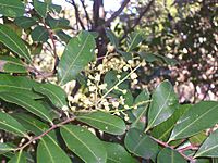 Cupaniopsis anacardioides Wyrrabalong National Park