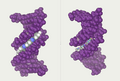 DNA-ligand-by-Abalone