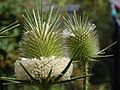 Dipsacus laciniatus inflorescence