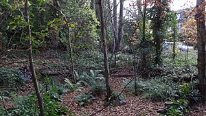 Dulwich Upper Wood 1