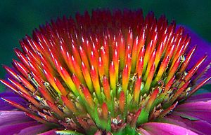 Echinacea 3