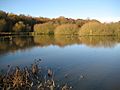 Epsom Common, Great Pond - geograph.org.uk - 1054352