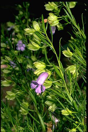 Eremophila gibsonii.jpg