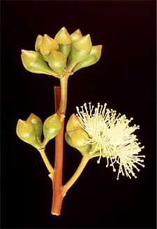 Eucalyptus erectifolia buds