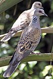 European Turtle Dove (Streptopelia turtur).jpg