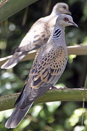 European Turtle Dove (Streptopelia turtur)