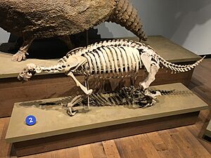 FMNH Pronothrotherium .jpg