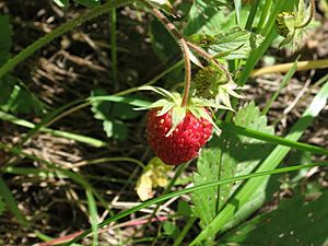 Fragaria orientalis 42864136.jpg