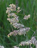 Gestreepte witbol bloei Holcus lanatus