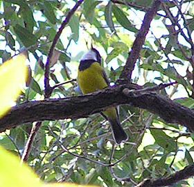 GoldenWhistlerMale