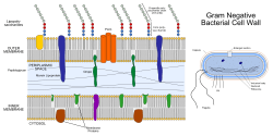 Gram negative cell wall