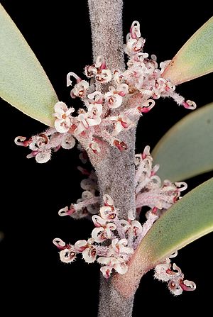 Hakea incrassata (6714103225)