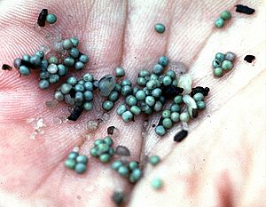 Horseshoe crab eggs in hand (4035580656)