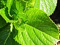 Hydrangea leaves