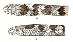 Hydrophis cyanocinctus lores