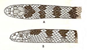 Hydrophis cyanocinctus lores.jpg