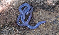 Iberian worm lizard.jpg