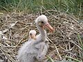 Junge Löffler im Nest