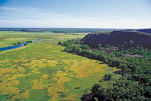 Kakadu 1752