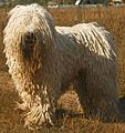 Komondor delvin