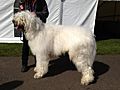 Komondor male 03