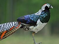 Lady Amherst Pheasant RWD3