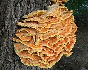 Laetiporus sulphureus JPG01.jpg