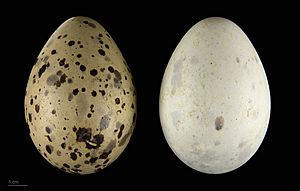 Larus argentatus argenteus MHNT.ZOO.2010.11.122.16