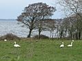 Lough Neagh - geograph.org.uk - 126920