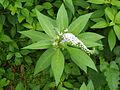 Lysimachia clethroides 02