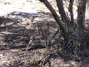 Malleefowl-camouflage