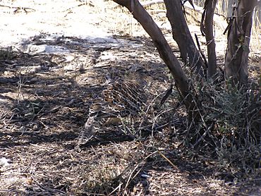 Malleefowl-camouflage.JPG