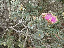 Melaleuca leptospermoides (fruits)