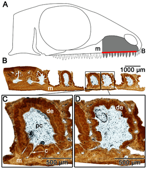 Microleter teeth cross section