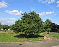 Midland Oak