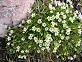 Minuartia gerardii