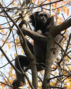 MuellersGibbon HylobatesMuelleri