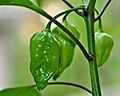 Naga jolokia chili