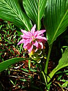 Native Turmeric Cooktown