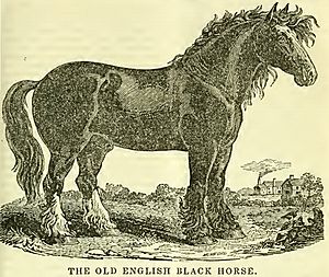 Old English Black