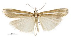 Orocrambus heteraulus male.jpg