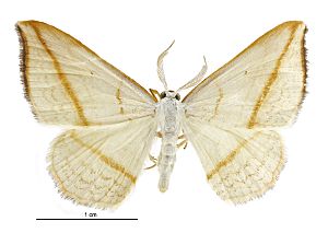 Orthoclydon pseudostinaria male.jpg