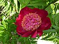 Paeonia 'Walter Mains'