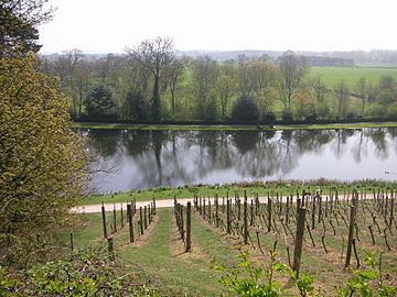 Painshill Park 003 vineyard